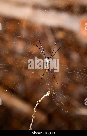 Madagaskar, Trockenwald Insekten, große goldene Kugel Spinne im web Stockfoto