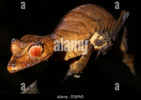Der vom Aussterben bedrohten Spearpoint Blatt-Tail Gecko (Uroplatus Ebenaui) in einem Regenwald in Madagaskar. Stockfoto