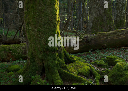 Österreich / Niederösterreich / Ancient Forest reserve "Neuwald" Stockfoto