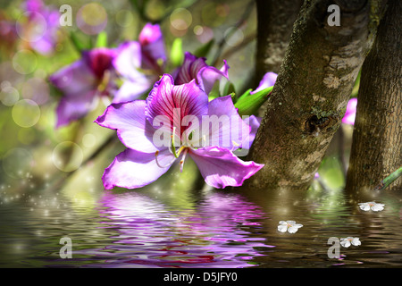 Orchidee Baum - Blume Bauhinia und Simulation von Wasser. Stockfoto