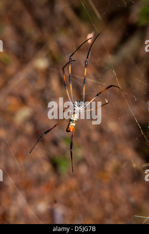 Madagaskar, Trockenwald Insekten, große goldene Kugel Spinne im web Stockfoto