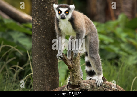 Katta (Lemur Catta) mit großen, hellen orangefarbenen Augen blickt und Uhren aus einem Zweig in Madagaskar. Stockfoto