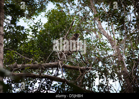 Madagaskar, Trockenwald Tiere, braune Lemur Eulemur Fulvus in Baum Stockfoto