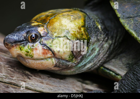 Vom Aussterben bedroht madagassische Big-headed Turtle (Erymnochelys Madagascariensis) schwimmen und sonnen sich auf einem Baumstamm in freier Wildbahn. Stockfoto