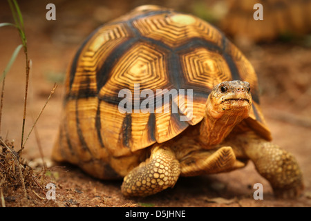 Angonoka oder Pflugschar Schildkröte (Astrochelys Yniphora) in Madagaskar. Dies ist die weltweit am meisten gefährdeten Schildkröte. Stockfoto