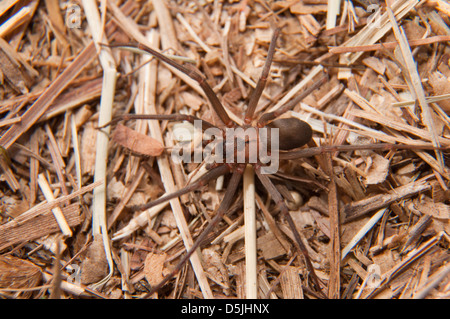 Nahaufnahme Bild von einer Brown Recluse, Loxosceles Reclusa, eine Giftspinne getarnt auf trockenen Winter Rasen Stockfoto