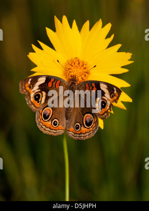 Gemeinsamen Buckeye Schmetterling, Iunonia Coenia, auf einer hell gelb Coreopsis Blume an einem späten Frühjahr Abend Stockfoto