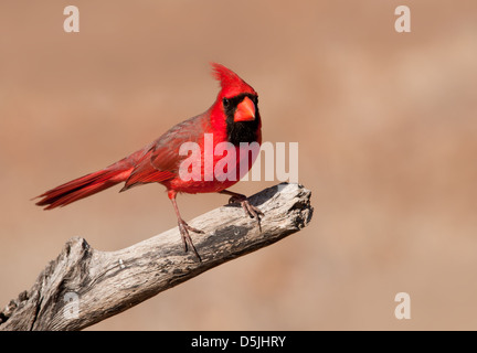 Leuchtend rote Cardinalis Cardinalis, nördlichen Kardinal Mann sitzt auf einem trockenen Bein vor gedämpften Winter Hintergrund Stockfoto