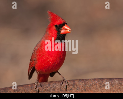 Leuchtend rote männliche nördlichen Kardinal sitzt auf dem Rand von einem Metall feeder Stockfoto