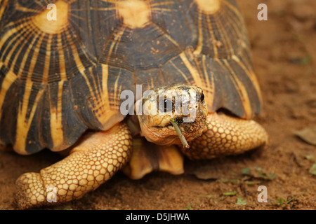 Kritisch sieht sich gefährdete strahlte Schildkröte (Astrochelys Radiata) um in Madagaskar. Tiere ist eine der Welt am meisten gefährdet. Stockfoto