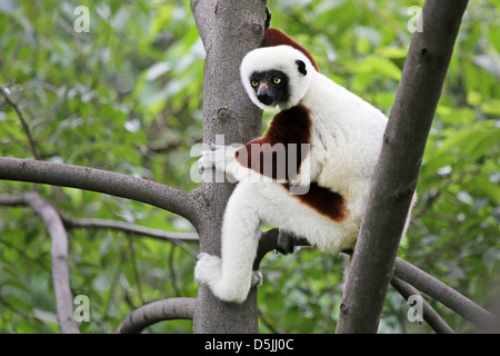 Vom Aussterben bedrohte Coquerel-Sifaka (Propithecus Coquereli) ruht und schaut in einen Baum im Regenwald in Madagaskar (Ankarafantsika). Stockfoto