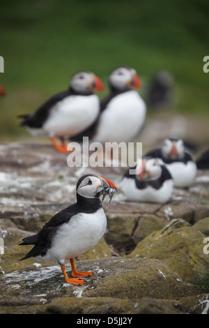 Papageientaucher auf Inner Farne, Bestandteil der Farne Islands in Northumberland Stockfoto