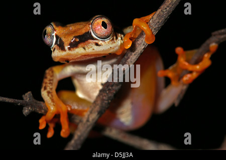 Eine lebendige Three-color Reed Frosch (Heterixalus Tricolor) in Madagaskar, Afrika. Isoliert auf schwarz mit viel Platz für Text. Stockfoto