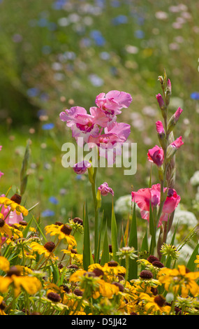 Rosa Gladiolen Blumen im Garten, umgeben von vielen bunten Farben Stockfoto