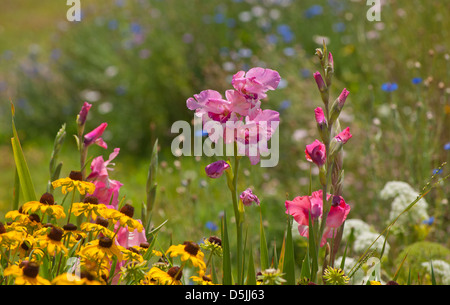 Gladiolen-Blumen in bunten, sonniger Sommergarten Stockfoto