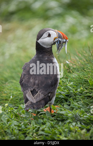 Ein Papageientaucher stehend mit Sandaalen im Schnabel.  Erfasst am inneren Farne, Bestandteil der Farne Islands in Northumberland. Stockfoto