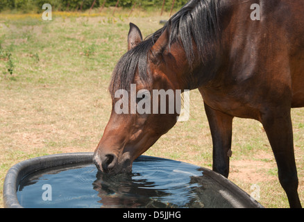 Pferd trinkt aus einem Wassertrog an einem heißen Sommertag Stockfoto