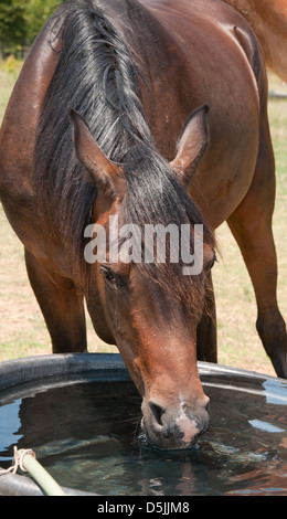 Fahren Sie auf Aufnahme eines Pferdes, trinken aus einem Wassertrog im Sommer Stockfoto