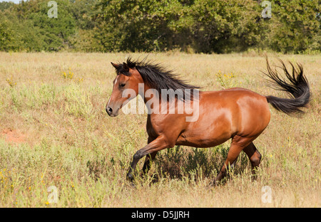 Schöne helle Bucht arabischen Trab über eine herbstliche Feld Stockfoto