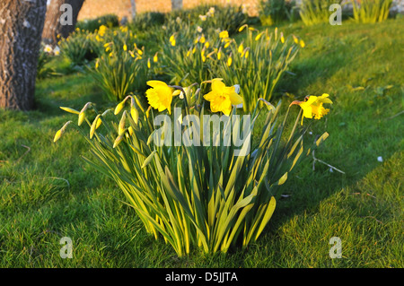 Trompete Narzissen wachsen auf Grasland am Snow Hill, West Wittering. West Sussex, England, Großbritannien Stockfoto