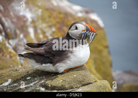 Ein Papageientaucher sitzen mit Sandaalen im Schnabel.  Erfasst am inneren Farne, Bestandteil der Farne Islands in Northumberland. Stockfoto