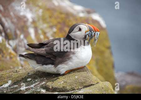 Ein Papageientaucher sitzen mit Sandaalen im Schnabel.  Erfasst am inneren Farne, Bestandteil der Farne Islands in Northumberland. Stockfoto