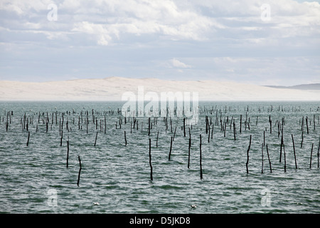 Beiträge markieren Austernbänke im Wasser in Arcachon Baywith Dünen Pyla im Hintergrund an Lège-Cap-Ferret, Frankreich Stockfoto