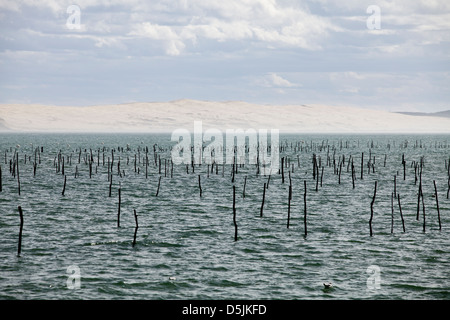 Beiträge markieren Austernbänke im Wasser in Arcachon Baywith Dünen Pyla im Hintergrund an Lège-Cap-Ferret, Frankreich Stockfoto