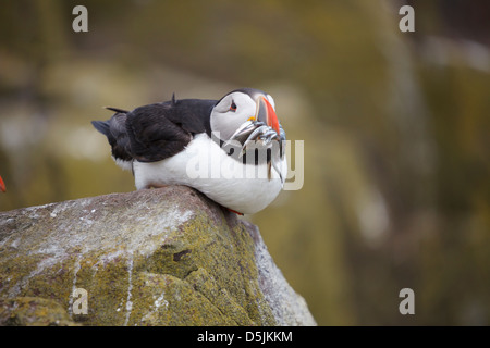 Ein Papageientaucher sitzen mit Sandaalen im Schnabel.  Erfasst am inneren Farne, Bestandteil der Farne Islands in Northumberland. Stockfoto