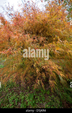 ACER PALMATUM KOTO KEINE ITO ZÜNDETEN ARBORETUM Stockfoto