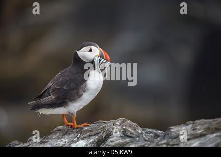 Ein Papageientaucher mit Sandaal auf Grundnahrungsmittel Insel, Teil der Farne Islands in Northumberland Stockfoto