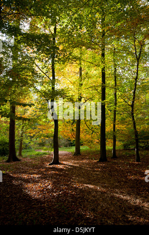 FAGUS SYLVATICA ZÜNDETEN ARBORETUM Stockfoto