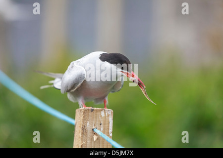 Eine Küstenseeschwalbe auf Inner Farne, Bestandteil der Farne Islands in Northumblerland, North East England gefangen genommen Stockfoto