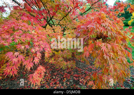 ACER PALMATUM ELEGANS ZÜNDETEN ARBORETUM Stockfoto