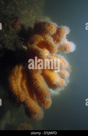 Dead Mans Finger Stockfoto