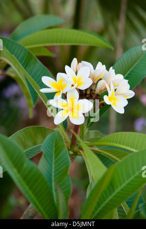 PLUMERIA RUBRA Stockfoto