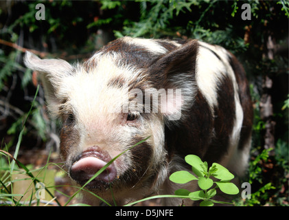 Niedliche Baby behaarte Ferkel in freier Wildbahn mit schwarzen Flecken Stockfoto