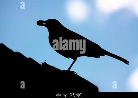 Seitenansicht der Silhouette Amsel auf Dach mit Mutter im Mund Stockfoto