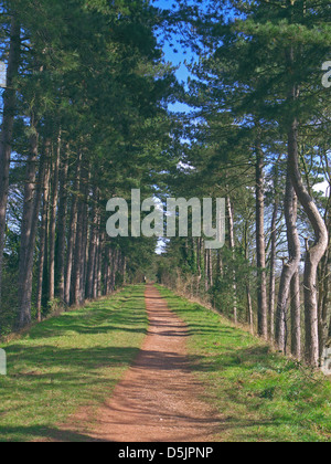 Allee der Scot Kiefern (Pinus Sylvestris) the South Staffordshire Railway entlanggehen, Himley, Staffordshire, England, UK Stockfoto