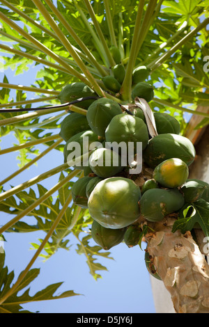 Madagaskar, Nosy Be, unreife grüne Papaya, Frucht der Pflanze Carica wächst Stockfoto