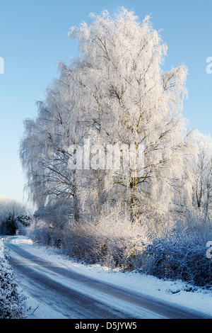 Raureif auf Silber Birken Stockfoto