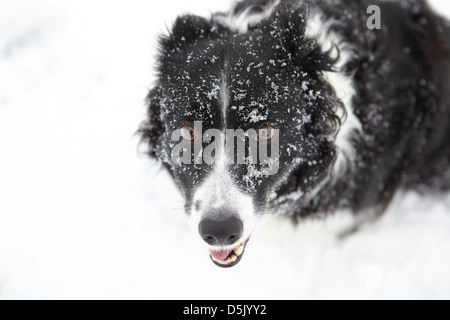 Border-Collie Hund im Schnee-portrait Stockfoto