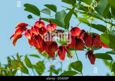 Erythrina Crista-Galli, Coxcomb Korallenbaum Stockfoto