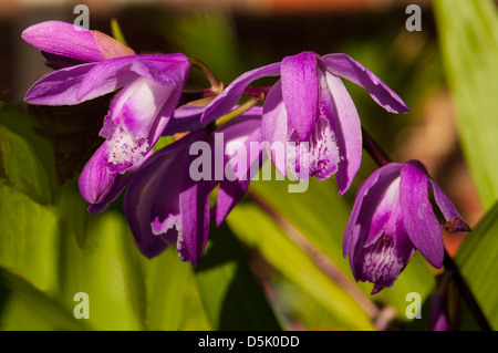 Bletilla Striata, lila chinesischen Boden Orchidee Stockfoto