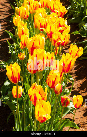 Doppelte Tulpen Monsella Tessalaar Tulip Festival, Monbulk, Victoria, Australien Stockfoto