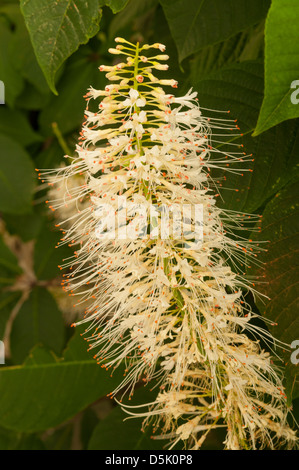 Aesculus Parviflora, Bottlebrush Buckeye Stockfoto