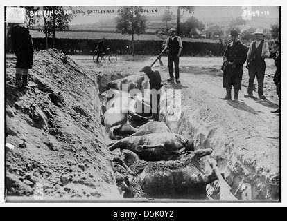 Dieses Bild zeigt Pferde, die nach der Schlacht von Haelen, einer Schlacht im Ersten Weltkrieg, die in Belgien ausgetragen wurde, begraben wurden. Das Massengrab spiegelt die verheerenden Todesopfer an Tieren während des Krieges wider. Stockfoto