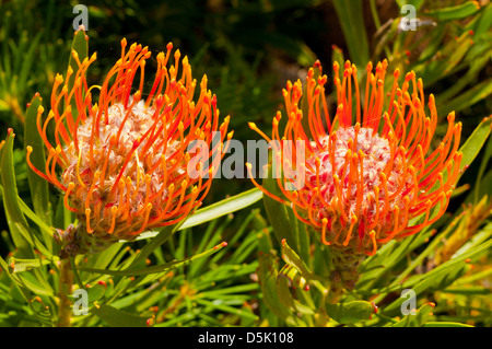 Leucospermum Cordifolium, nicken Nadelkissen Stockfoto