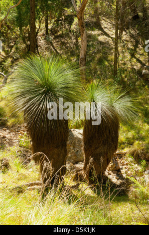 Xanthorrhoea Australis, Grasbaum Stockfoto