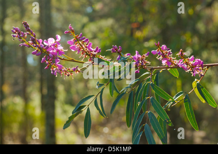 Swainsona Galegifolia, glatte Darling Erbse Stockfoto